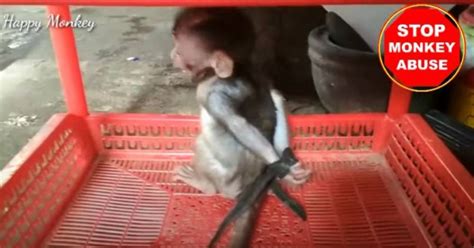 Stop baby monkey abuse. . Stop baby monkey abuse
